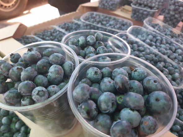 Голубика рекордно подешевела и стала доступной ягодой для украинцев