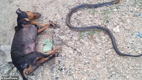 После схватки кобра погибла. Через укус умерла и четырехлетняя собака Майли.