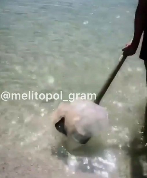 У курортних містах Запорізької області з  моря лопатами виносять медуз