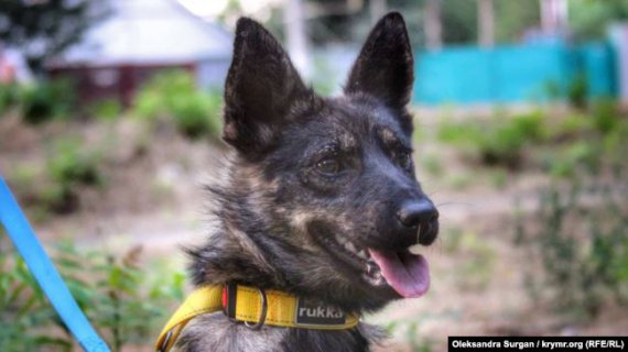 Собачка Джесси жила на борту захваченного буксира "Яни Капу". Вместе с моряками была захвачена в русский плен 25 ноября 2018.