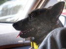 Собачка Джесси жила на борту захваченного буксира "Яни Капу". Вместе с моряками была захвачена в русский плен 25 ноября 2018.