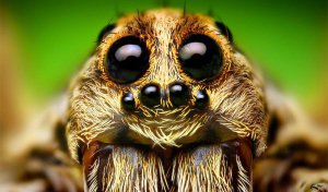 На думку вчених, павуки видаються  людям найстрашнішими через свій специфічний зовнішній вигляд, схильність ховатися в будь-яких місцях, непередбачуваність поведінки й здатність швидко пересуватися.  