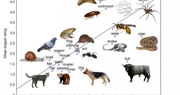 Участники оценивали животных по двум критериям: чувству страха и отвращения.