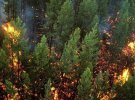 Лесные пожары спровоцировали сухие грозы, ветреная погода и тридцатиградусная жара
