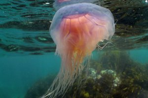 Во время сезона медуз лучше отказаться от купания в море.
