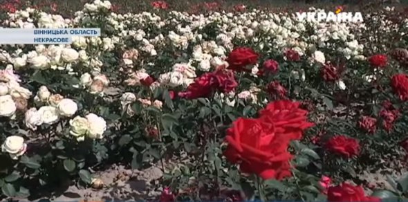 У селі Некрасове Вінницького району на шести гектарах розквітли тисячі троянд. Фото: скріншот з відео 