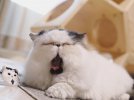На мордочці Зуу майже завжди сонливий вираз.