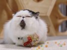 На мордочці Зуу майже завжди сонливий вираз.