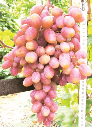 Сорт винограду Кишмиш таїровський нещодавно зареєстрували офіційно.  Він морозостійкий, укривати на зиму непотрібно