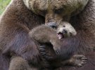 В том, что касается воспитания потомства, медведицы мало чем отличаются от людей.
