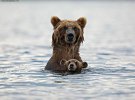 В том, что касается воспитания потомства, медведицы мало чем отличаются от людей.