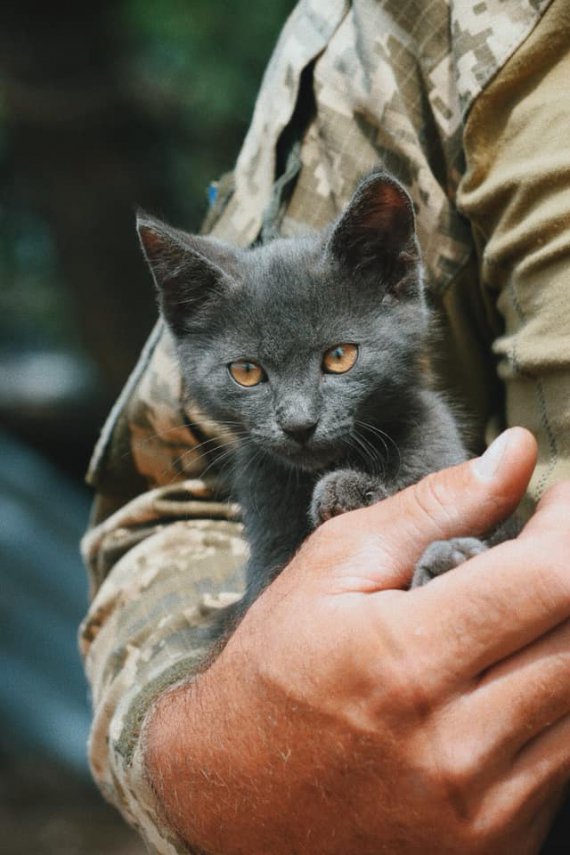 Кошачий и собачий десант на фронте - бойцы показали своих любимцев