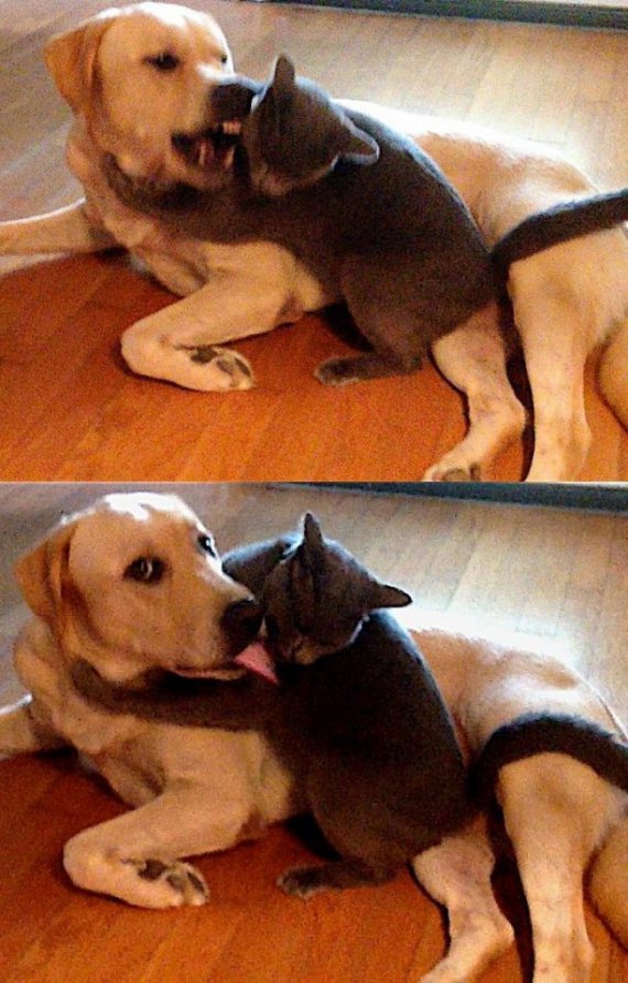 До и после того, как пес понял, что хозяин вошел в комнату.