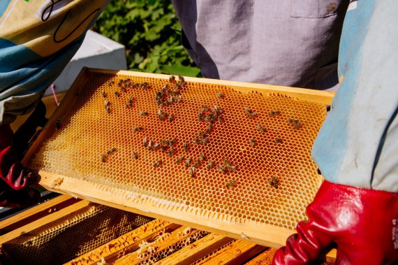 З одного вулика можна отримати від 30 до 150 кг г меду в рік