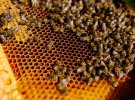 У вулику може завестись кліщ, що вбиває бджіл