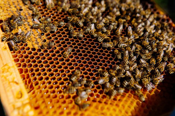 В улье может завестись клещ, который убивает пчел