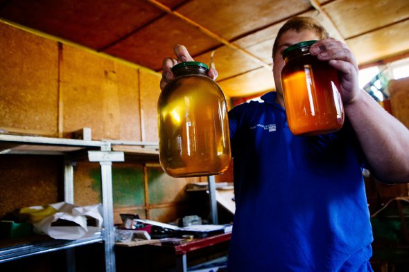 Самый дорогой мед с вереска - от 550 грн за литр, самая дешевая оптовая цена за мед из подсолнуха - 30 грн