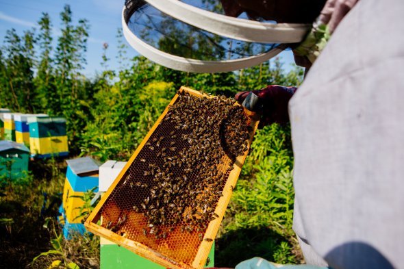 Бджоли реагують на різкі аромати та зміну погоди, стають агресивними та можуть покусати