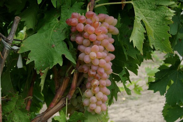Виноград Мечта дает виноград в пол килограмма