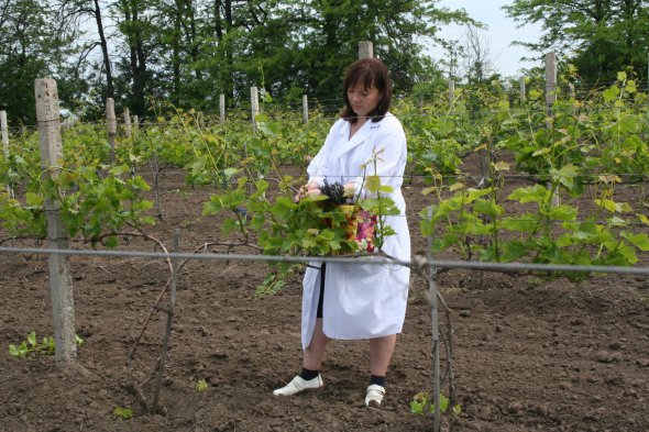 Наталья Зеленянська осматривает лозу в винограднике Института