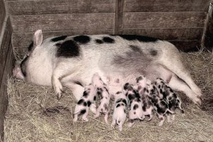 Миргородська порода свиней в Україні майже зникла після спалаху африканської чуми. Щоб її відродити, потрібно три-п’ять років