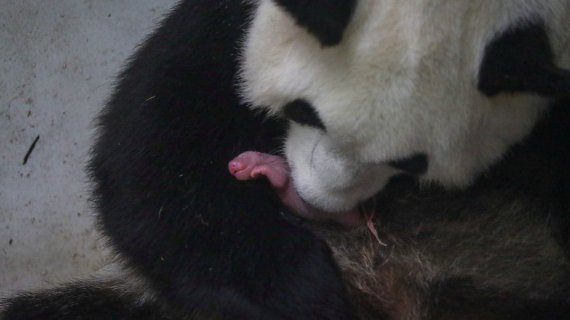 У великої панди народилися двійняла з різницею у 2 години