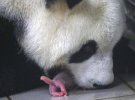 В большой панды родились двийняла с разницей в 2 часа