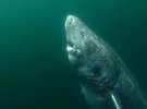 Гренландська акула - найстаріша хребетна тварина на Землі