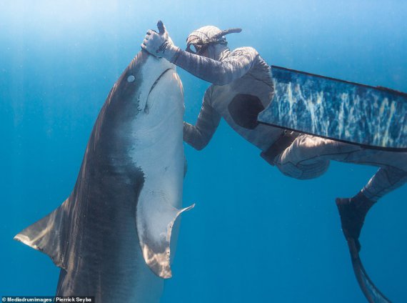 Тигровые акулы занимают второе место после белых акул по частоте нападений на людей