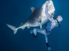 Тигрові акули посідають друге місце після білих акул за частотою нападів на людей