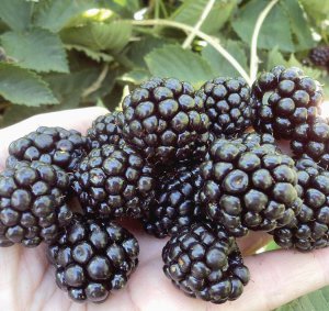 Новий американський сорт Осейдж має великі овальні плоди. В Україні рослину найкраще розмножувати в серпні. За півтора місяця пагони приживуться 