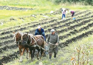 Мешканці села Хватів Буського району Львівської області збирають картоплю на городі. Використовують коней. Навесні коренеплоди садили під плуг, бо так швидше й легше, ніж під лопату