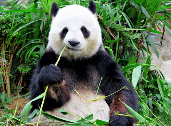 Панда має потужні щелепи, якими здатна завдати  серйозних каліцтв. 