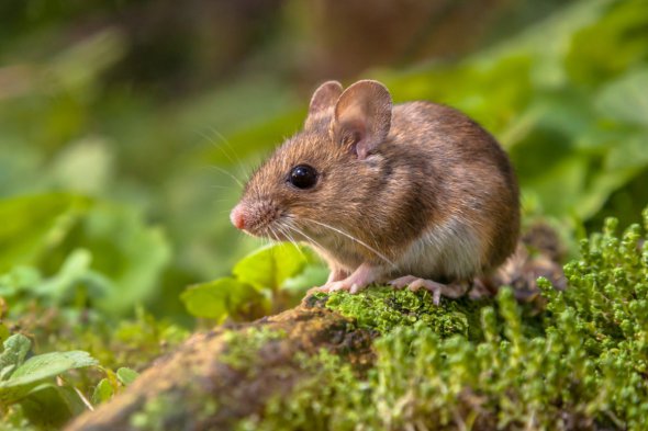 Мыши являются разносчиками множества смертельно опасных болезней.