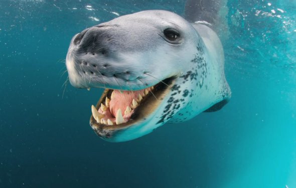 Морські леопарди є жорстокими вбивцями.
