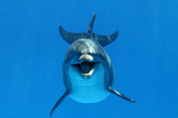 Дельфіни часто нападають на людей. 