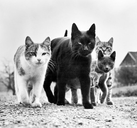 Американець Волтер Чандоха став авторитетним фотографом котів у середині ХХ ст. Його світлини друкували в газетах, журналах, альбомах і книгах