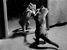 Американець Волтер Чандоха став авторитетним фотографом котів у середині ХХ ст. Його світлини друкували в газетах, журналах, альбомах і книгах