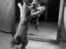 Американец Уолтер Чандоха стал авторитетным фотографом котов в середине ХХ в. Его фотографии печатались в газетах, журналах, альбомах и книгах