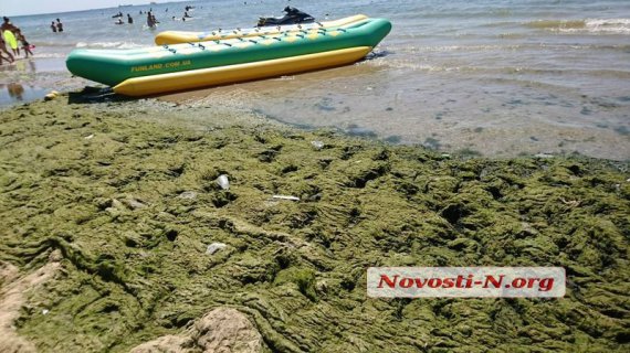 У курортному Коблево на Миколаївщині від водоростей  позеленів пляж