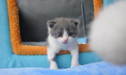 Перше у світі клоноване кошеня народилося в Китаї. 