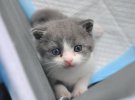 Первый в мире клонированный котенок родился в Китае.