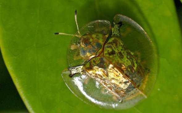 Золотий черепаховий жук Charidotella sexpunctata