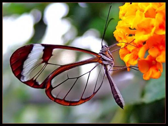 Бабочка Грета Ото