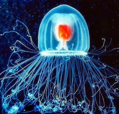 Безсмертна медуза 