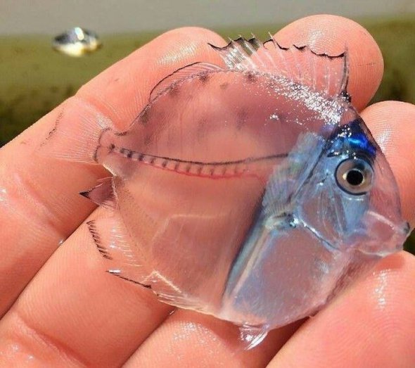 Мальок риби-хірурга