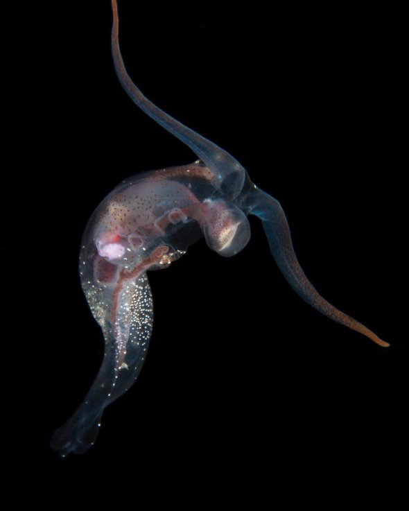 Моллюск Pelagic Nudibranch
