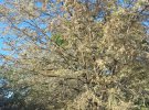Гусениці американського метелика знищують дерева в Севастополі