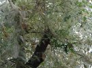 Гусениці американського метелика знищують дерева в Севастополі