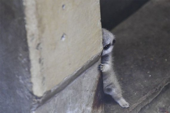Спершу малюк боязко визирав із-за стіни. Однак потім набрався сміливості й вийшов зі свого укриття. 